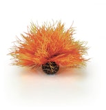 biOrb Seelilie feuer (46085) biOrb Seelilie feuer (46085)Zubehörbild