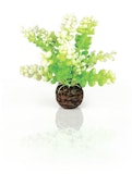 biOrb Aquarien Caulerpa grün (46090)Zubehörbild