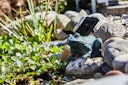 Vorschaubild Heissner Teichfigur "Frosch" mit Teichpumpe 250 l/h, Solar