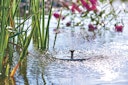 Vorschaubild Pontec Solar-Fontäne PondoSolar LED Island