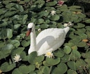 Vorschaubild Ubbink Tierfigur Schwan weiß