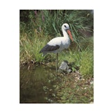Ubbink Tierfigur Storch Ubbink Tierfigur StorchZubehörbild