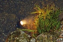 Vorschaubild Pontec Teich- und Gartenbeleuchtung PondoStar LED Set 1