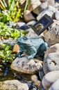 Vorschaubild Heissner Teichfigur "Frosch" mit Teichpumpe 250 l/h, Solar