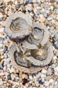 Vorschaubild Heissner Gartenbrunnen "Baumstümpfe" (016585-00)