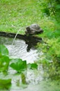 Vorschaubild Ubbink Wasserspeier Schildkröte