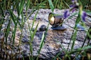 Vorschaubild Pontec Teich- und Gartenbeleuchtung PondoStar LED warm Set 1