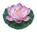 Vorschaubild Pontec Seerose PondoLily violett