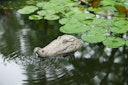 Vorschaubild Ubbink Wasserspeier Krokodil