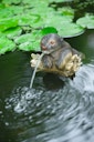 Vorschaubild Ubbink Wasserspeier Otter