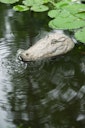 Vorschaubild Ubbink Wasserspeier Krokodil